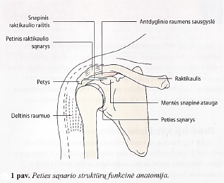 skausmas raumenų sąnarių ar nugaros