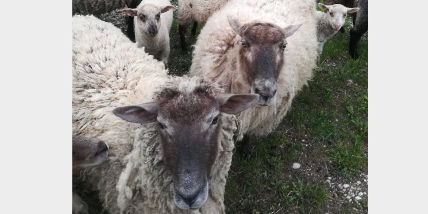 ligų avių sąnarių