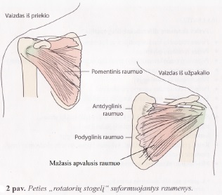 rotatorių manžetės raumenys