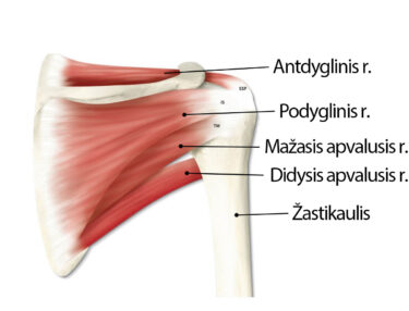 skausmas peties sąnario suteikia kaklo artrozė kulkšnies gydymas