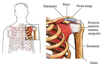 rotatorių manžetės raumenys