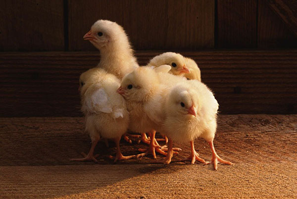 gydymas viščiukų periartrosis iš peties sąnario gydymo