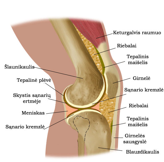 skausmai šlaunikaulio sąnarių reumatoidinis artritas wiki