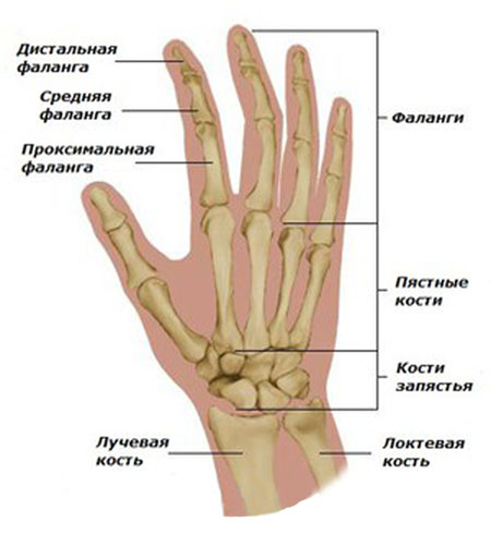infekcinio artrito rankų šepečiai